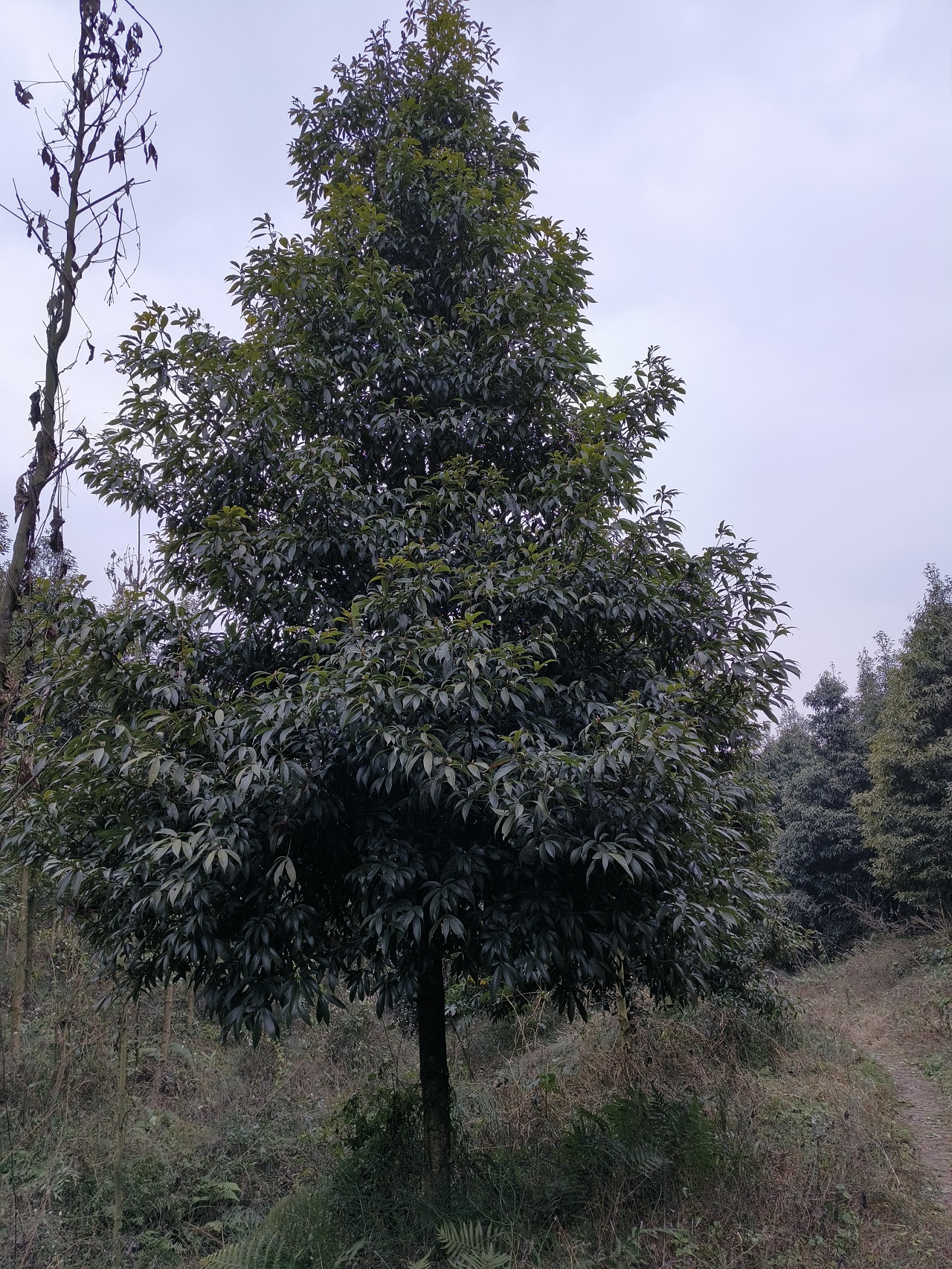 金絲楠木圖片/金絲楠木樣板圖 (2)