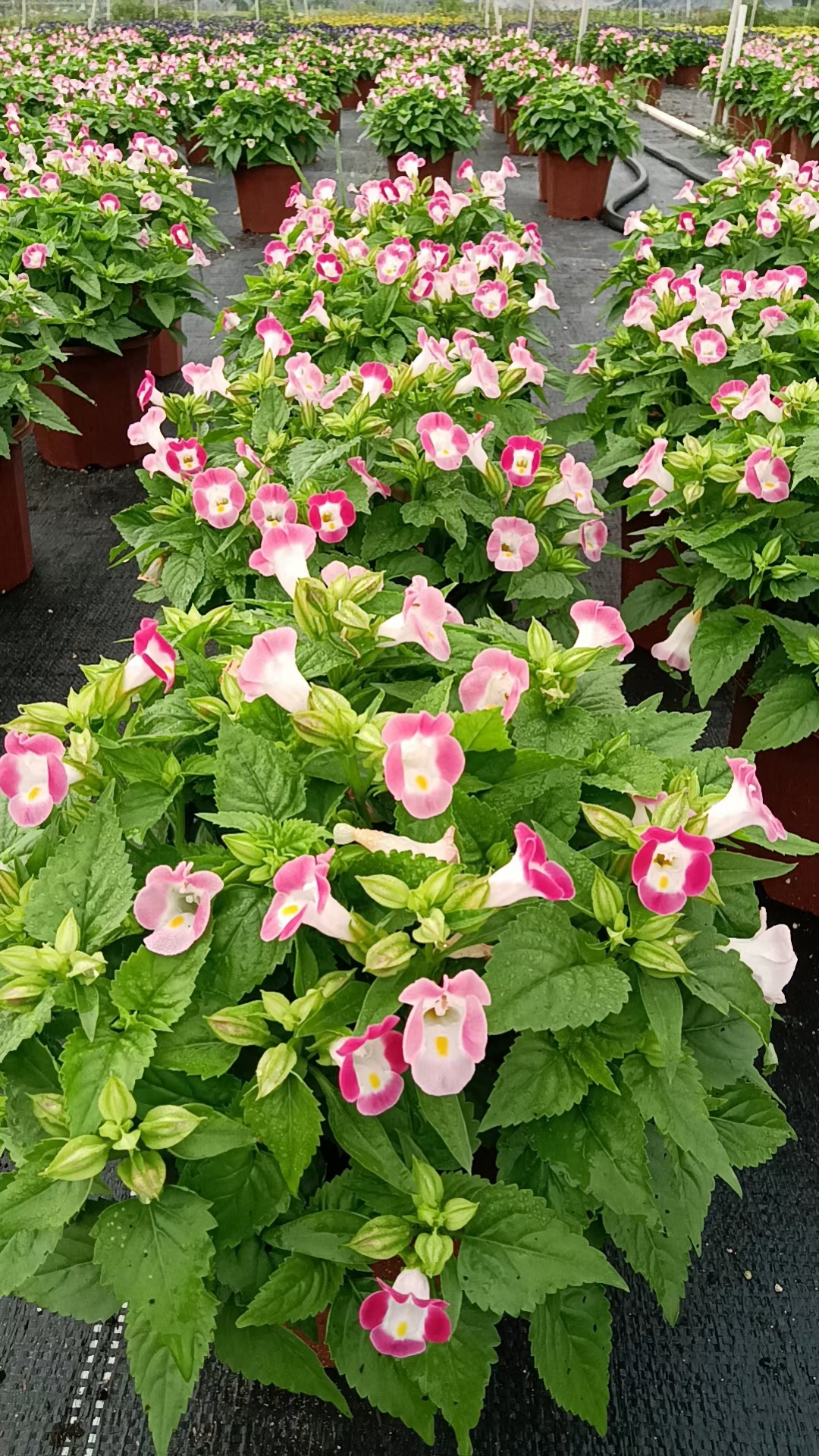 海南夏瑾批發(fā)-夏瑾種植-夏瑾基地-夏瑾多少錢-夏瑾哪家好