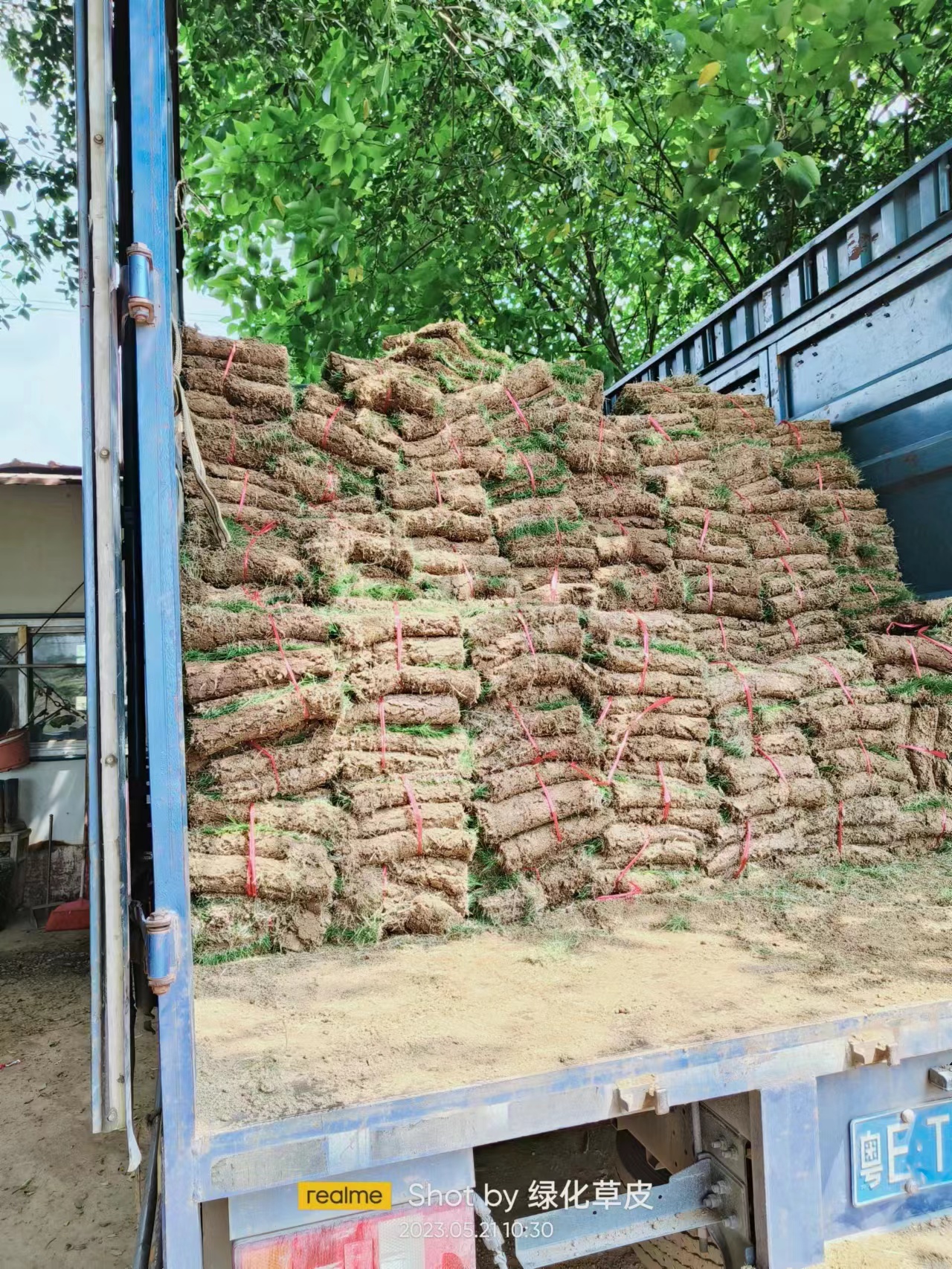 臺(tái)灣草皮圖片