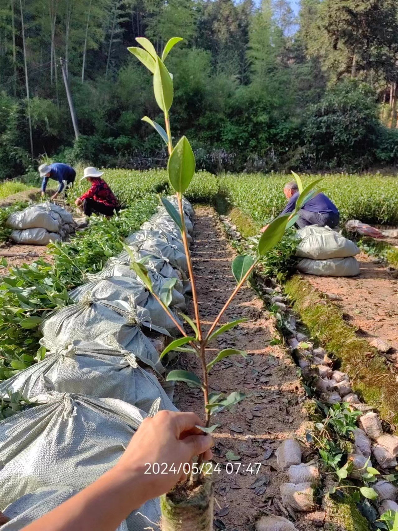 一年小杯嫁接油茶苗圖片/一年小杯嫁接油茶苗樣板圖 (2)