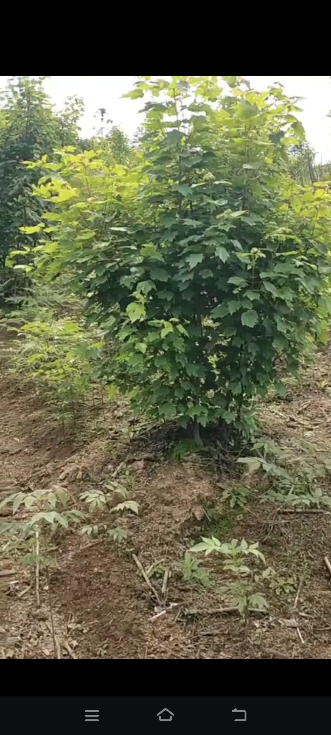 美國(guó)紅楓圖片/美國(guó)紅楓樣板圖 (2)