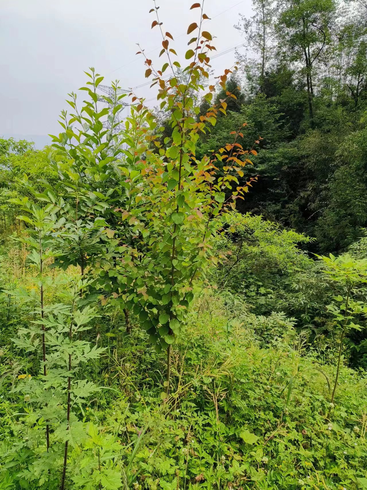 雅安市出售连香树厂家基地现货出售连香树价格多少钱.哪里有出售连香树.景观绿化连香树