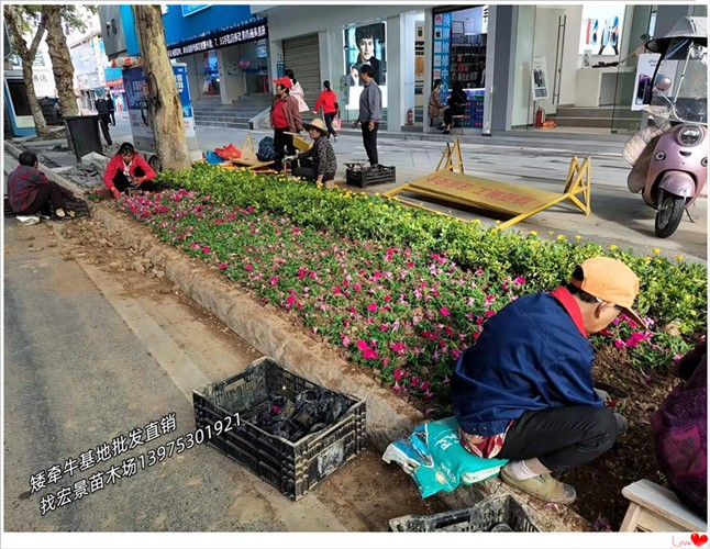 一串紅杯苗圖片/一串紅杯苗樣板圖 (2)