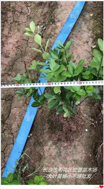 大葉黃楊杯苗圖片
