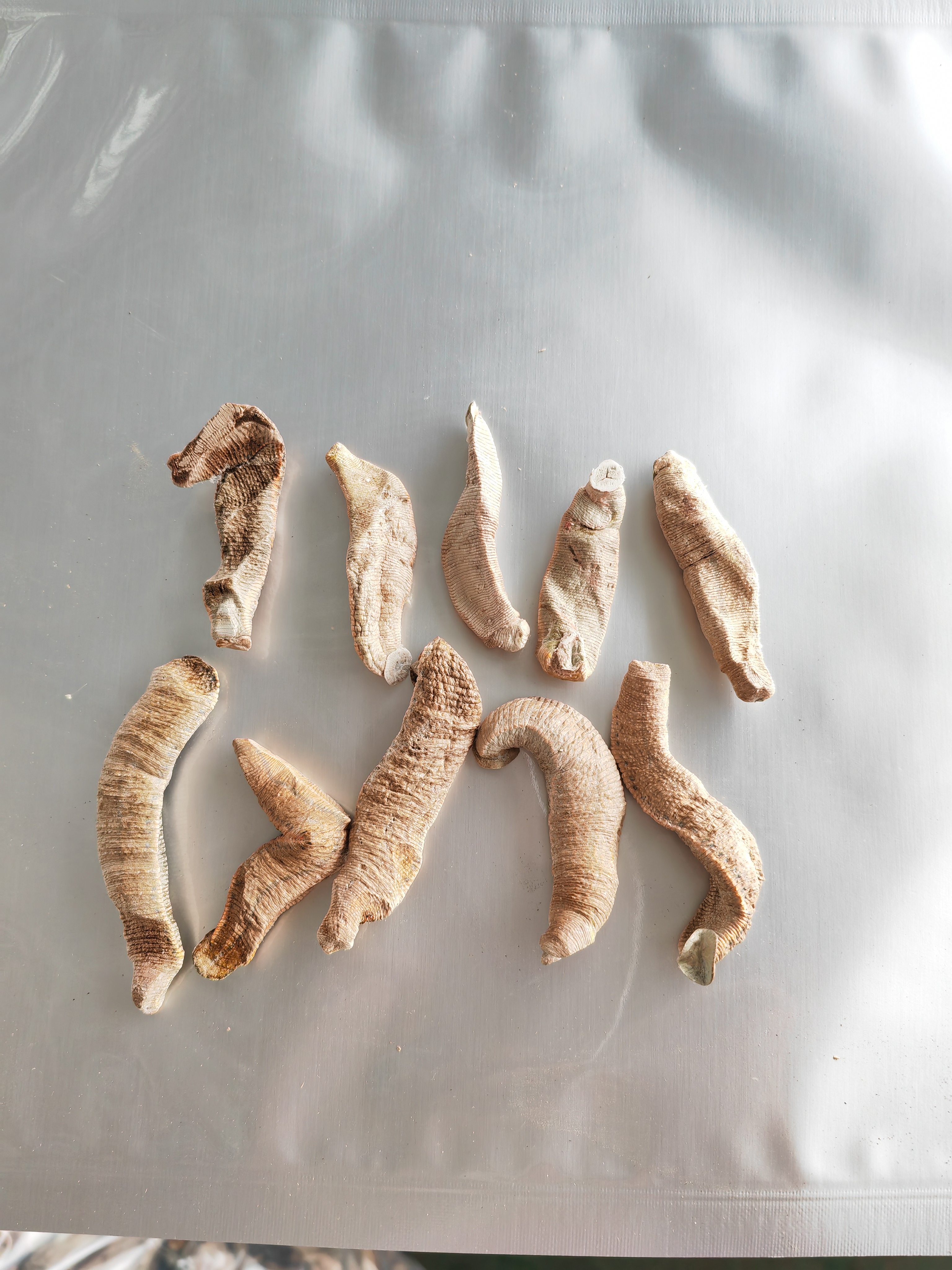 陽(yáng)春養(yǎng)殖水蛭廠家圖片/陽(yáng)春養(yǎng)殖水蛭廠家樣板圖 (3)