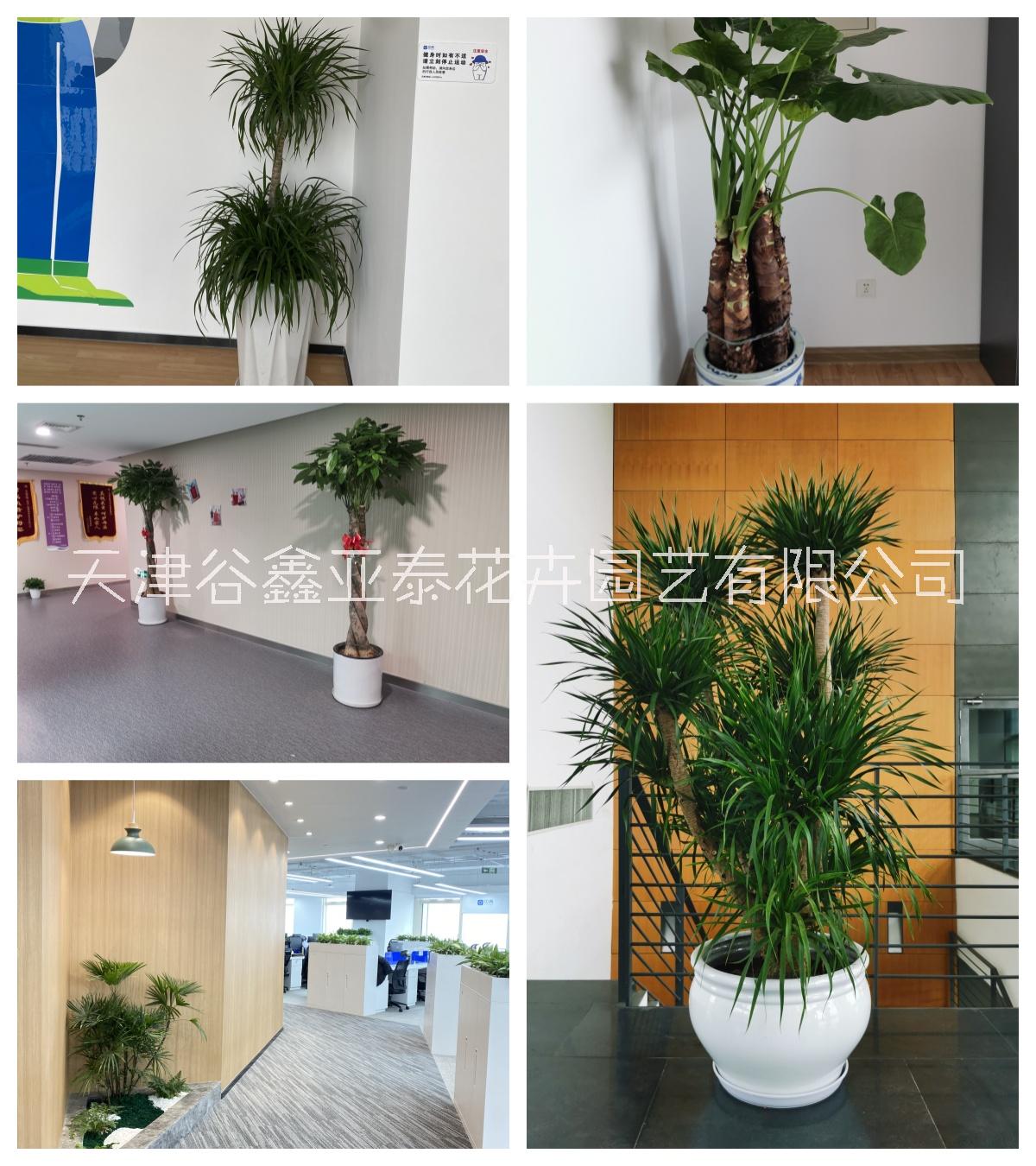 发财树绿植租摆公司 发财树绿植租摆公司丨室内绿植租摆图片