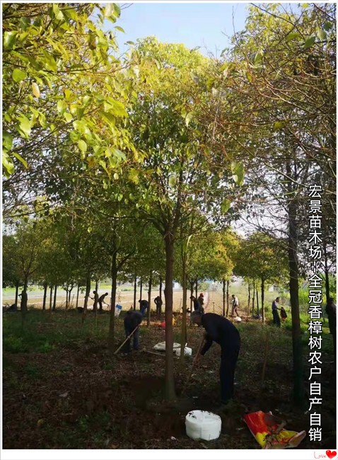 春季湖南全冠香樟樹(shù),瀏陽(yáng)移栽香樟樹(shù)價(jià)格2026持平市場(chǎng)   全冠香樟苗圃