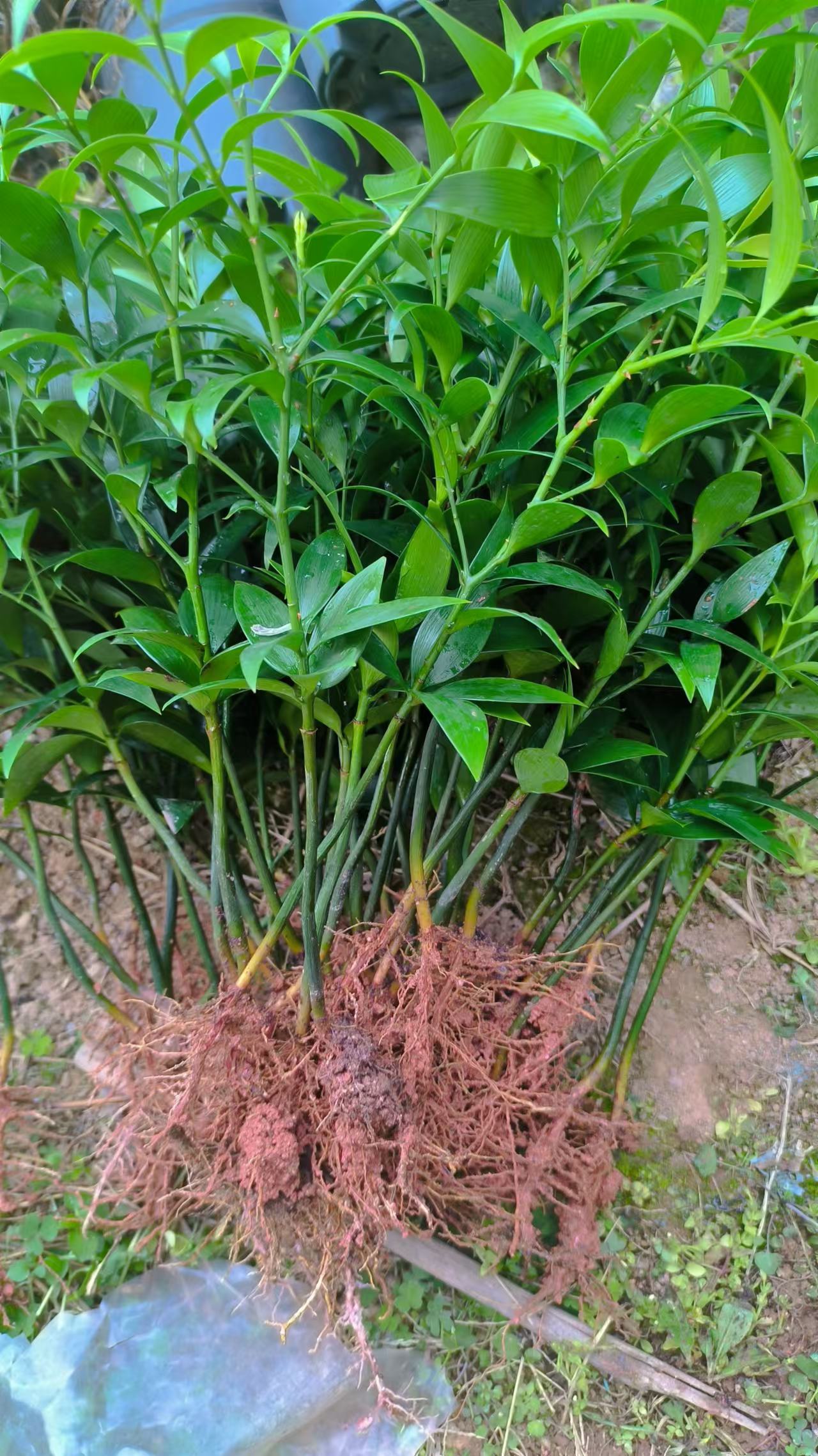 龍巖市 竹柏盆苗批發(fā)價格 出售竹柏觀賞小苗盆栽 竹柏苗種植基地