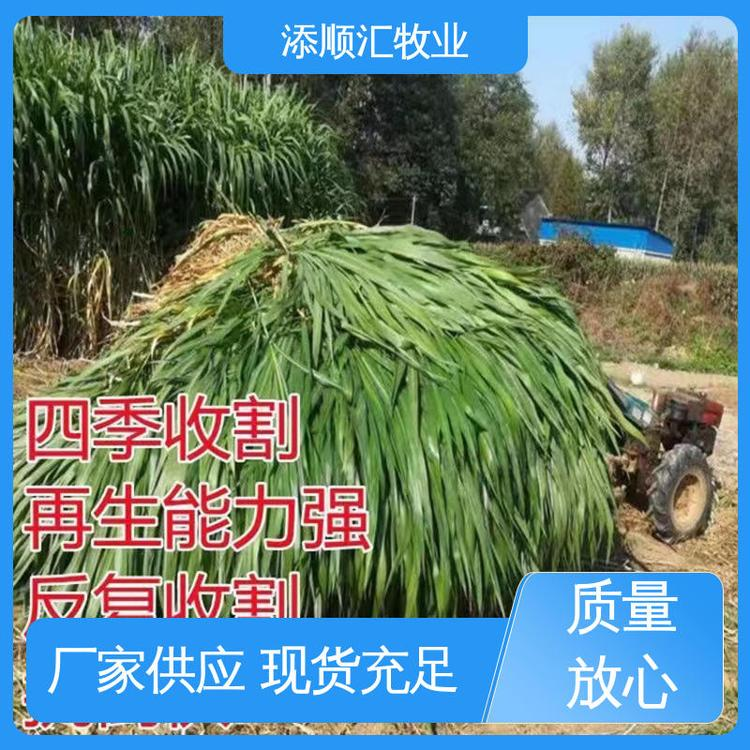 喂羊 編織袋 壓捆直發(fā) 費用低 甘蔗尾報價 添順匯牧業(yè)