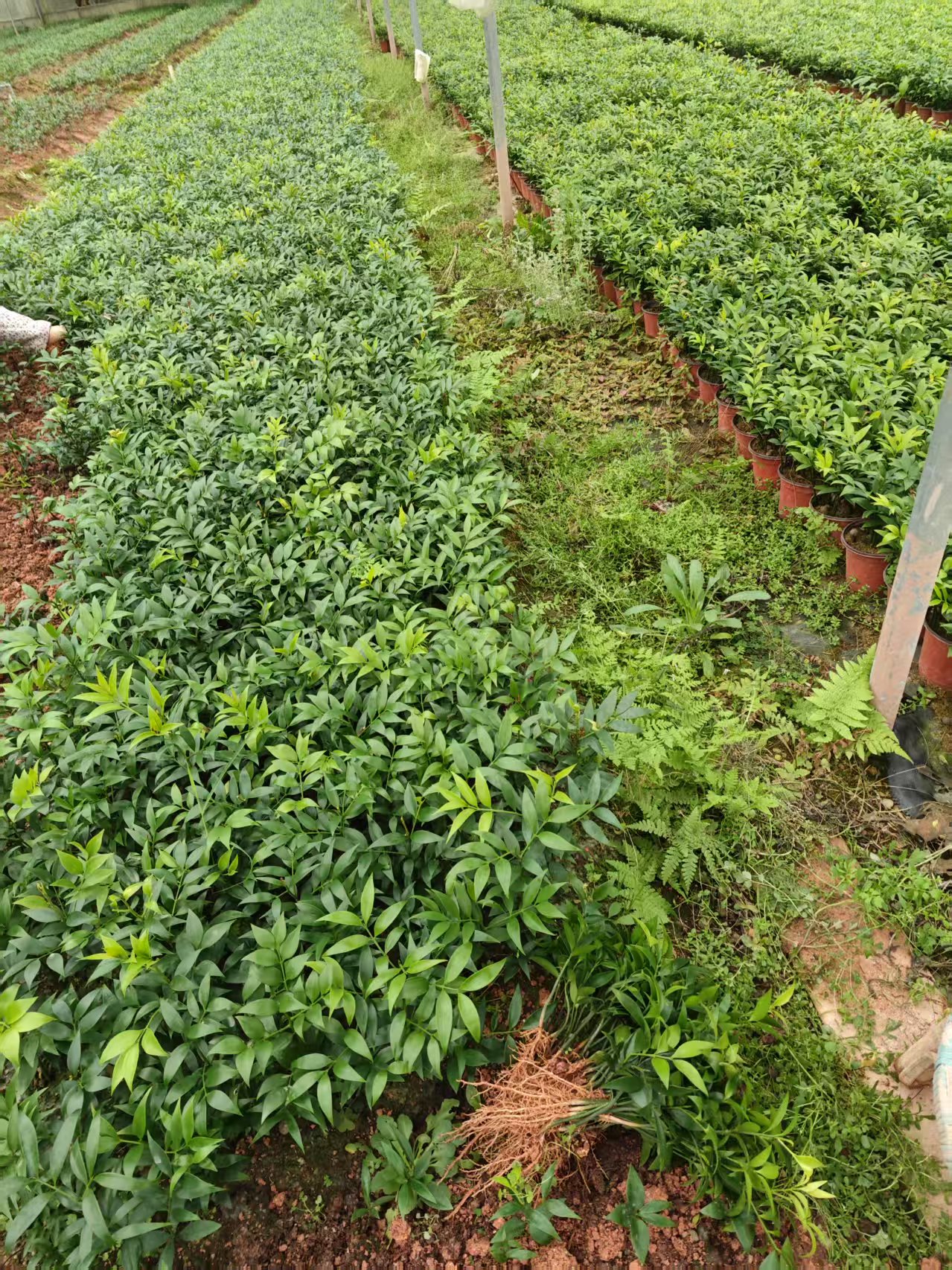 龍巖市 竹柏盆苗批發(fā)價格 出售竹柏觀賞小苗盆栽 竹柏苗種植基地