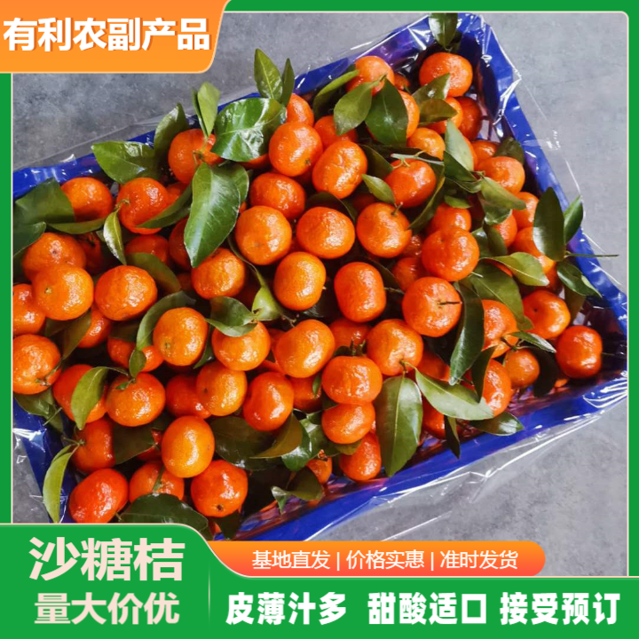 廣西砂糖桔產地直批價.廣西砂糖桔上市批發(fā)價格@有利農副產品圖片