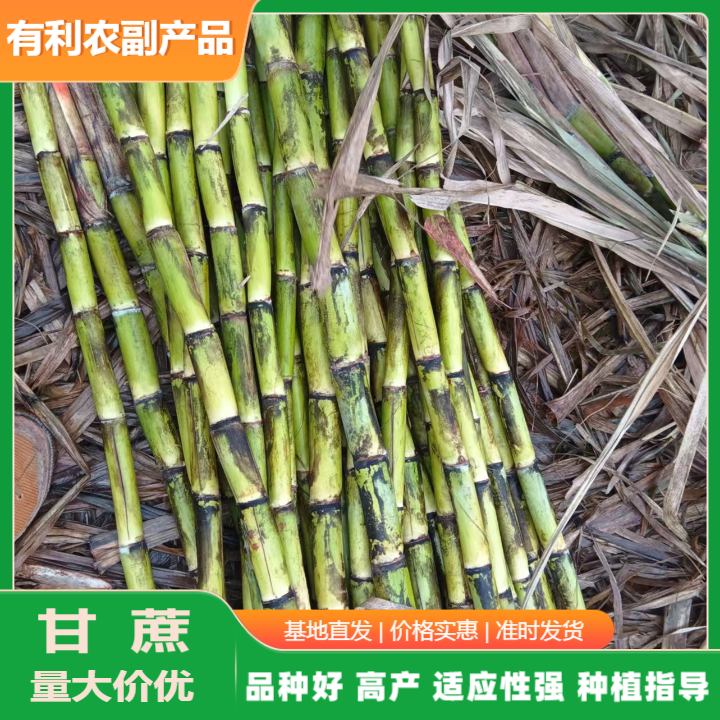 廣西青皮甘蔗苗基地直批價.青皮甘蔗種苗批發(fā)價格多少錢@有利農副產品圖片