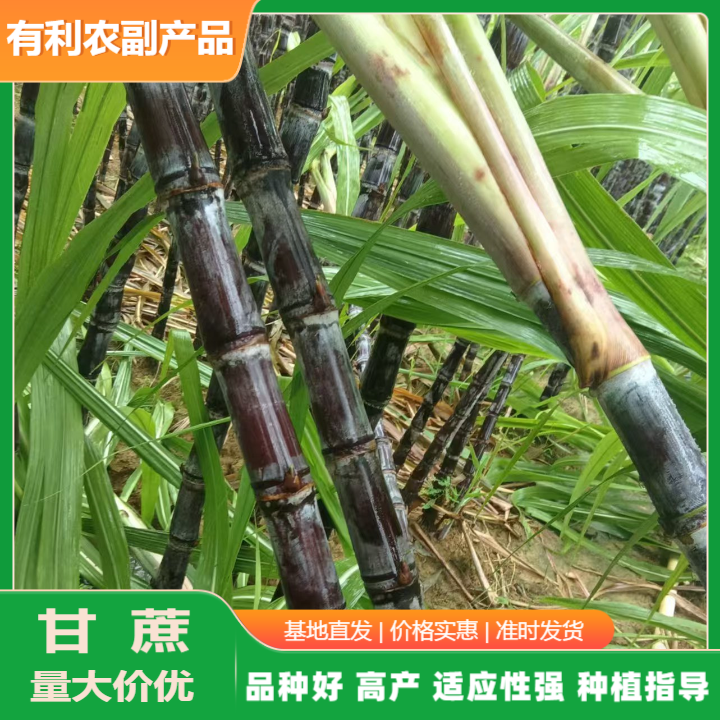 廣西黑皮甘蔗批發(fā)價(jià)格.黑皮甘蔗批發(fā)價(jià)哪家實(shí)惠.黑皮甘蔗產(chǎn)地直銷