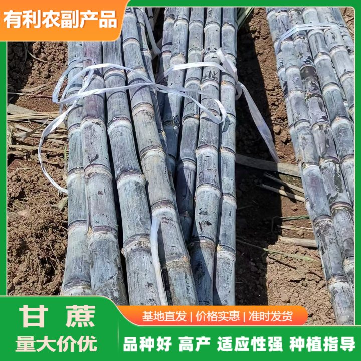 廣西黑皮甘蔗批發(fā)價(jià)格.黑皮甘蔗批發(fā)價(jià)哪家實(shí)惠.黑皮甘蔗產(chǎn)地直銷