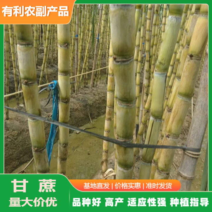 產(chǎn)地直銷青皮甘蔗批發(fā).廣西青皮甘蔗批發(fā)全國(guó)發(fā)貨