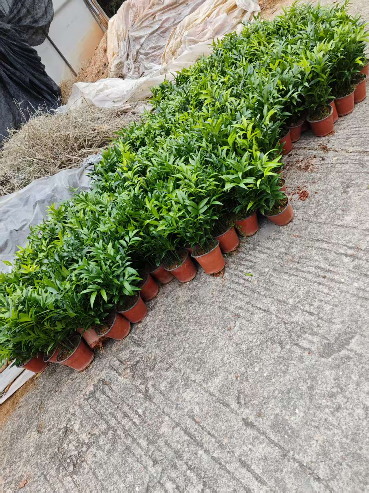 龍巖市 竹柏盆苗批發(fā)價格 出售竹柏觀賞小苗盆栽 竹柏苗種植基地