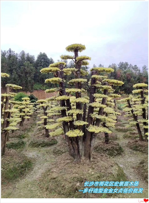 節(jié)后湖南造型金姬女貞,瀏陽亮晶女貞棒棒糖再創(chuàng)新高   瀏陽金姬女貞