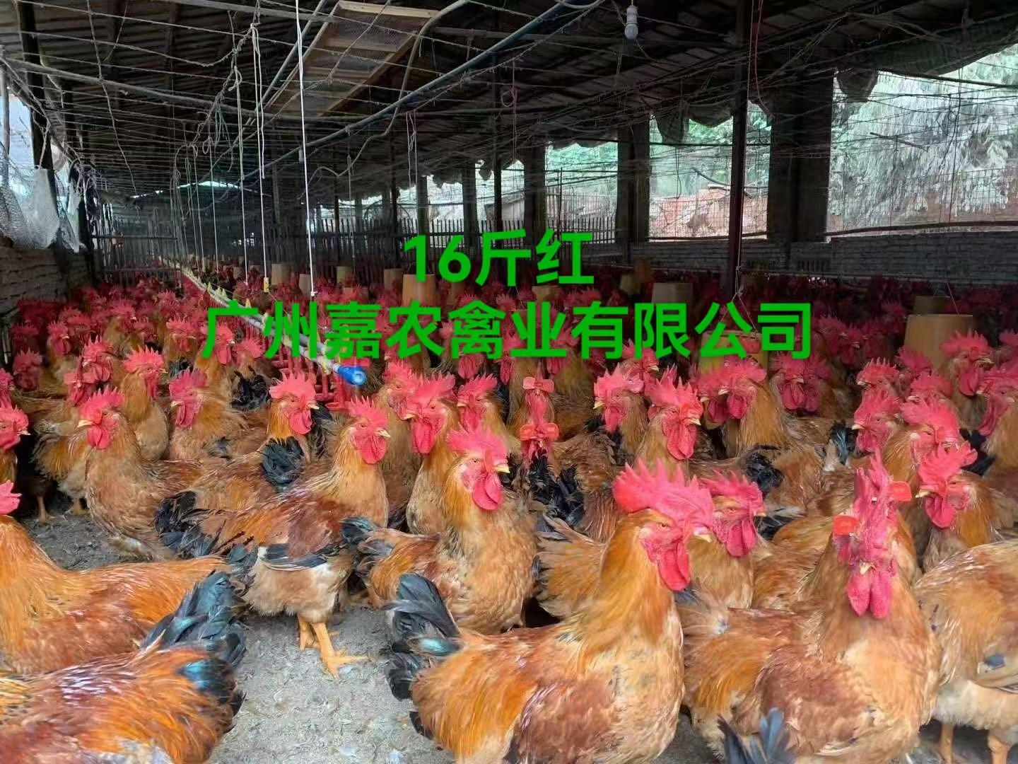 快大16斤紅廠家-價(jià)格-供應(yīng)商圖片