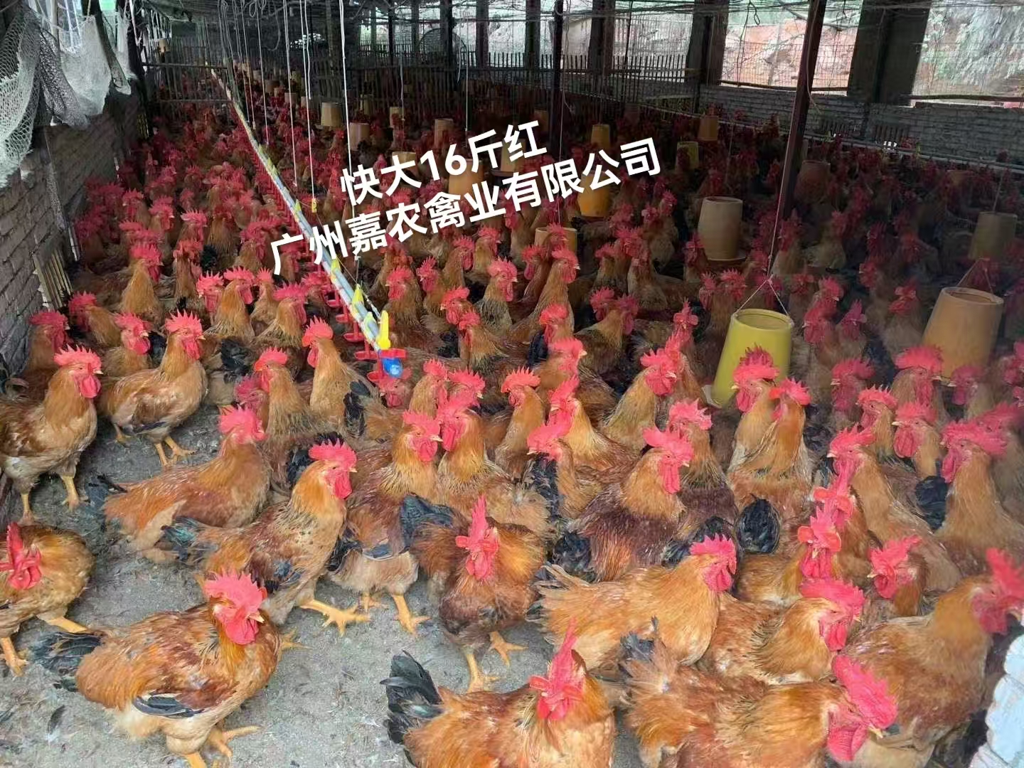 內(nèi)蒙快大16斤紅廠家-價(jià)格-供應(yīng)商圖片