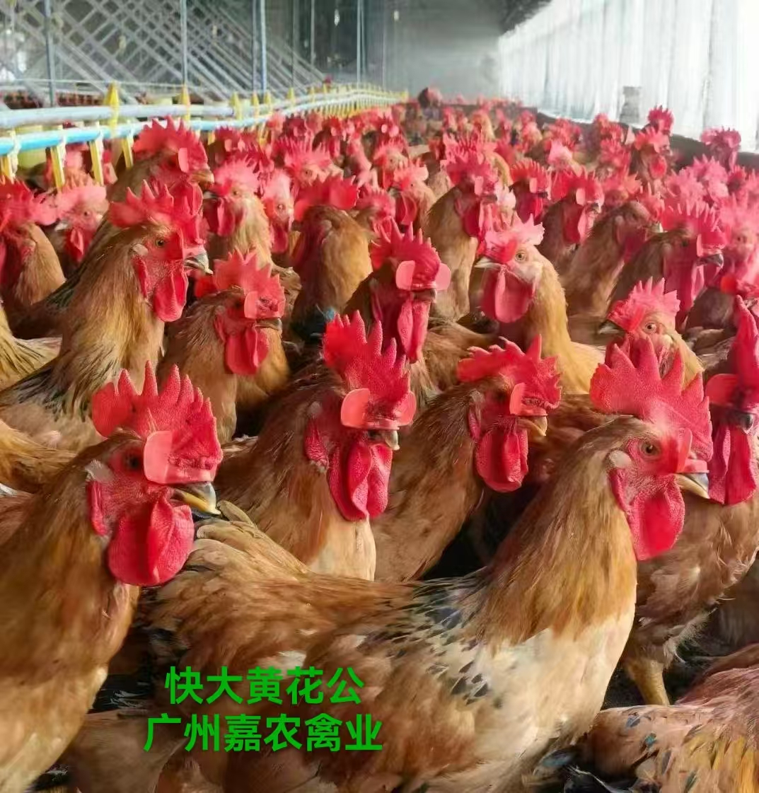 快大黃花公廠家-價(jià)格-供應(yīng)商圖片