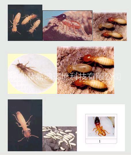 桂林滅鼠滅白蟻滅蟑螂