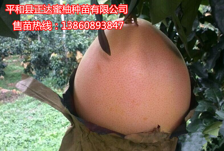 供應(yīng)用于種植的福建三紅蜜柚苗三紅蜜柚苗價格三紅蜜柚苗批發(fā)直銷基地