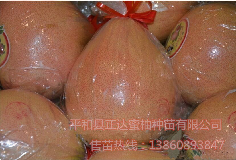 供應(yīng)用于種植的福建三紅蜜柚苗三紅蜜柚苗價格三紅蜜柚苗批發(fā)直銷基地