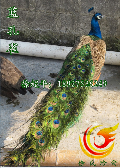 供應(yīng)婁底鴕鳥苗-婁星有鴕鳥苗賣嗎-漣源鴕鳥苗報(bào)價(jià)
