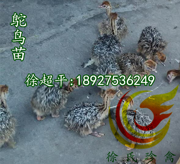 供應(yīng)福建鴕鳥苗-大型鴕鳥苗全年*促銷