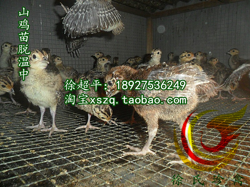 供應(yīng)福建鴕鳥苗-大型鴕鳥苗全年*促銷