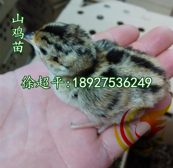供應(yīng)福建鴕鳥苗-大型鴕鳥苗全年*促銷