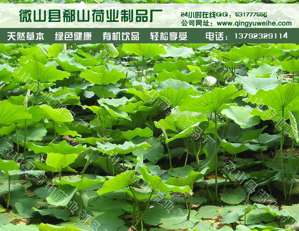 供應(yīng)用于荷葉的中藥材批發(fā) 微山湖 荷葉 荷葉絲