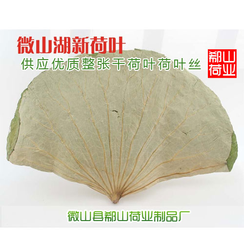 供應(yīng)用于荷葉的廠家供應(yīng) oem荷葉茶代加工