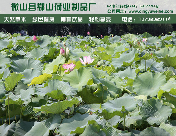 供應(yīng)用于荷葉的荷葉灰荷葉