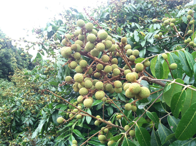 高州龍眼（桂圓）*代辦