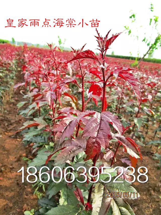 供應(yīng)用于的*雨點(diǎn)海棠的葉是紅色的嗎？*雨點(diǎn)果子有多大？