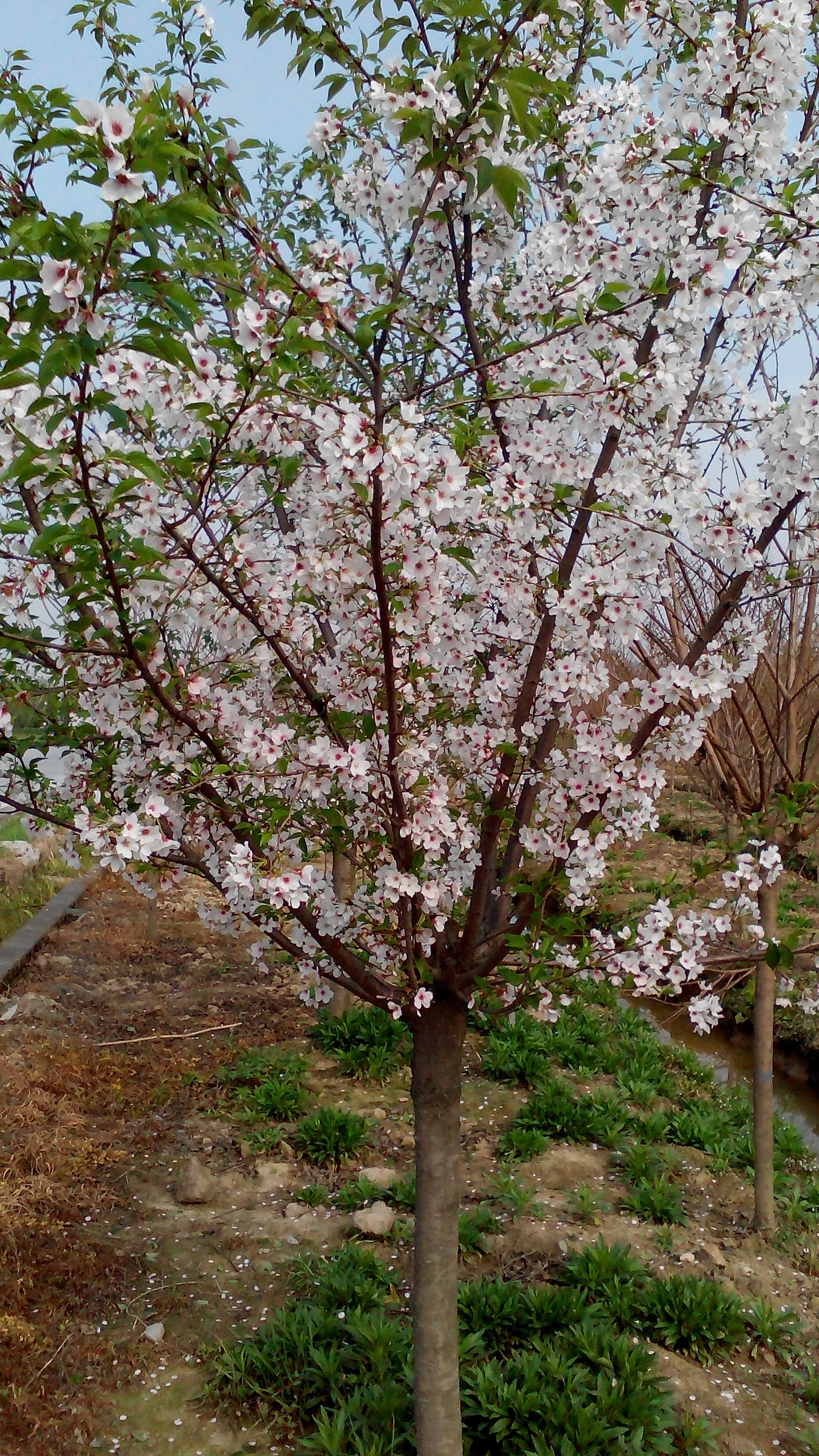 供應(yīng)特價(jià)早櫻苗，晚櫻，櫻桃，紅梅，桂花小苗