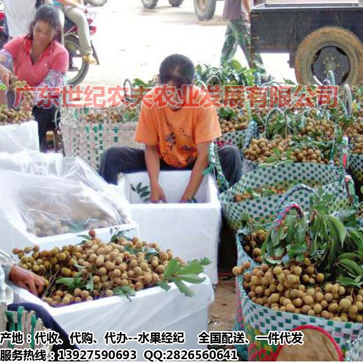 龍眼桂圓產(chǎn)地代收*代辦產(chǎn)地代收*代辦水果經(jīng)紀(jì)廣東茂名產(chǎn)區(qū)儲(chǔ)良石硤古山大烏圓品種出口水果基地全國(guó)配送一件代發(fā)