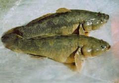 供應(yīng)廣東惠州筍殼魚(yú)苗