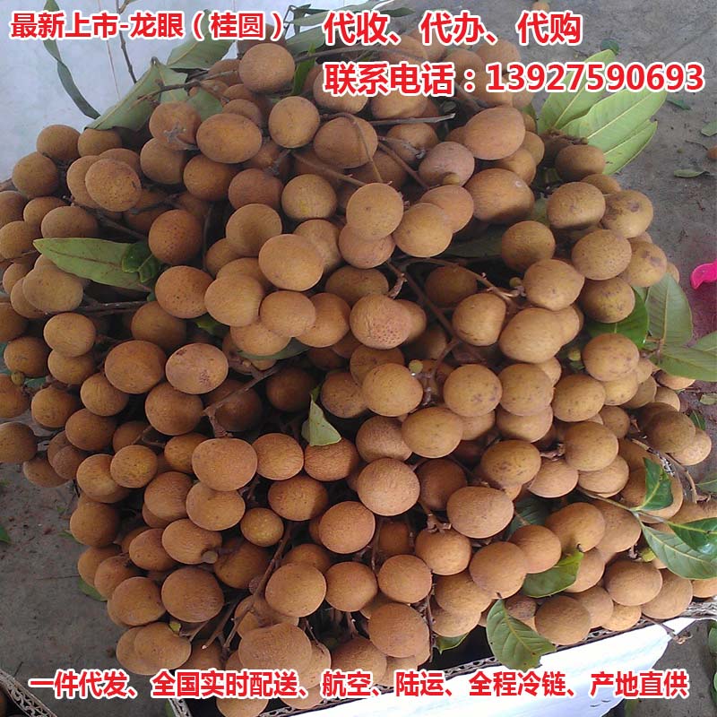 龍眼桂圓產(chǎn)地代收*代辦產(chǎn)地代收*代辦水果經(jīng)紀(jì)廣東茂名產(chǎn)區(qū)儲(chǔ)良石硤古山大烏圓品種出口水果基地全國(guó)配送一件代發(fā)