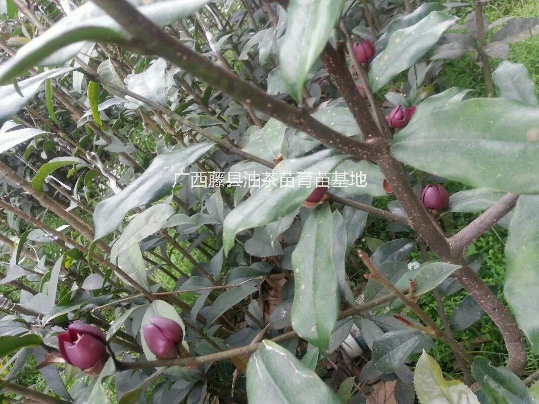 供應(yīng)用于綠化觀賞的墨紫含笑 帶花嫁接苗 扦插苗