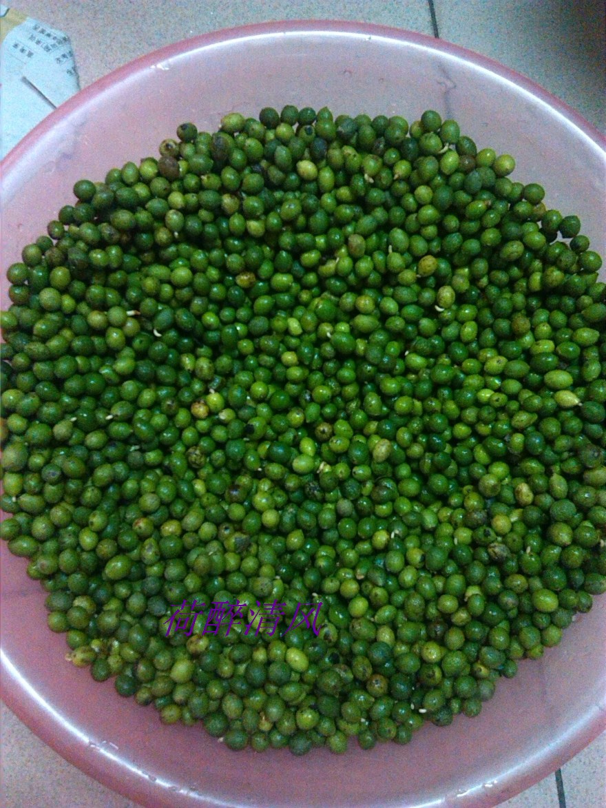 供應(yīng)廣西元寶山珍珠羅漢松種子