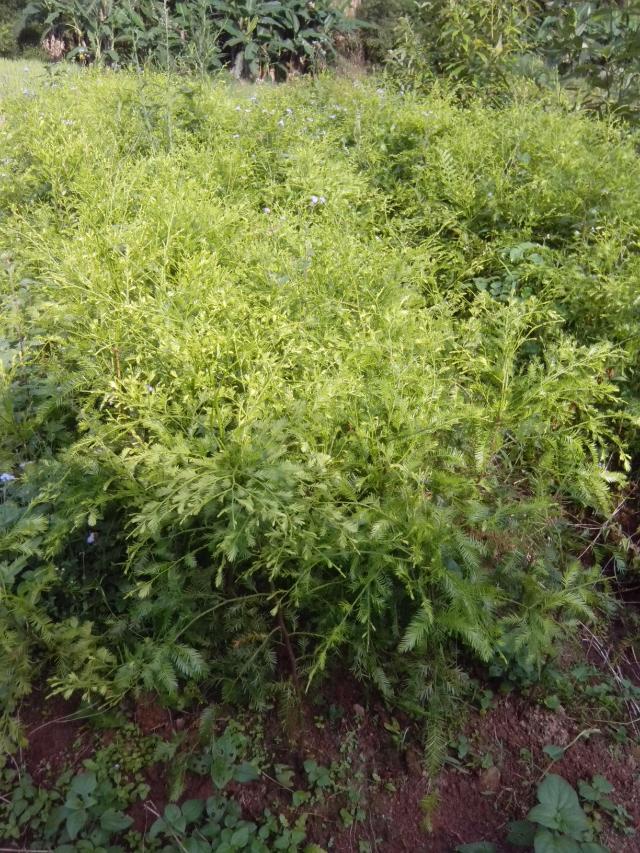 供應(yīng)雞毛松 *植物 3年苗