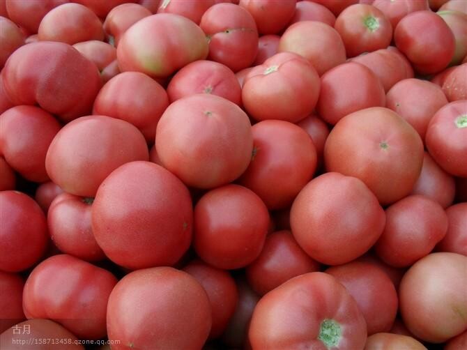 中農(nóng)五號番茄種子，大果型番茄種子