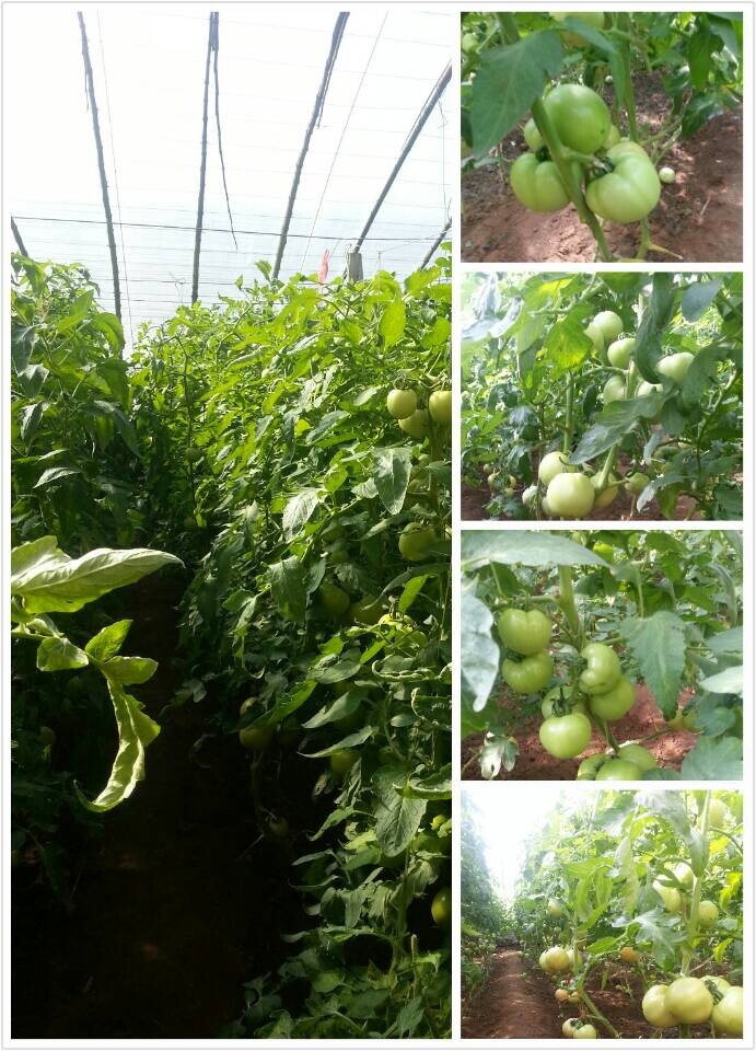 供應(yīng)荷粉-番茄種子，高產(chǎn)番茄種子，早熟番茄種子