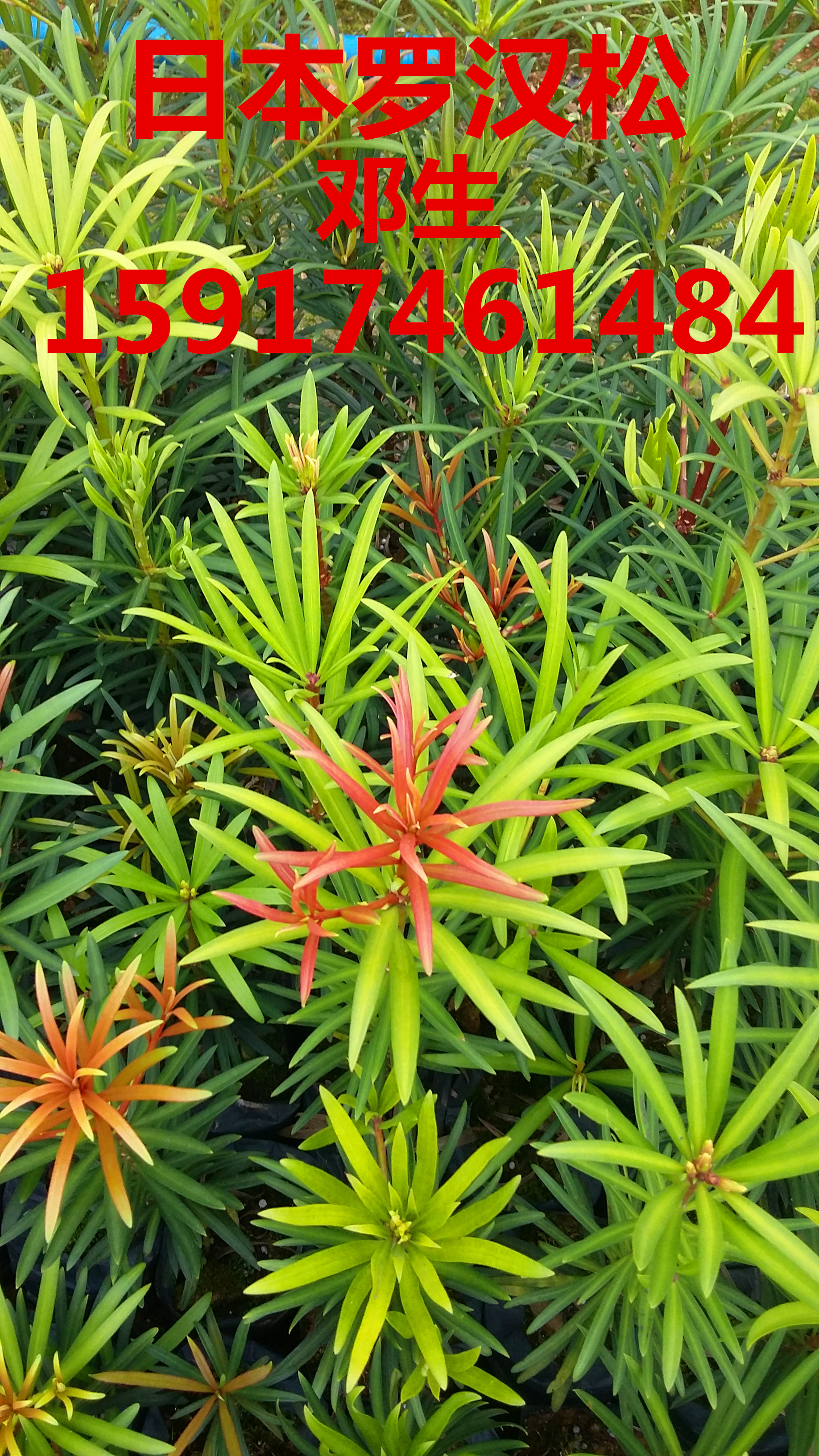 供應(yīng)用于綠化種苗的廣州臺(tái)灣羅漢松30公分起