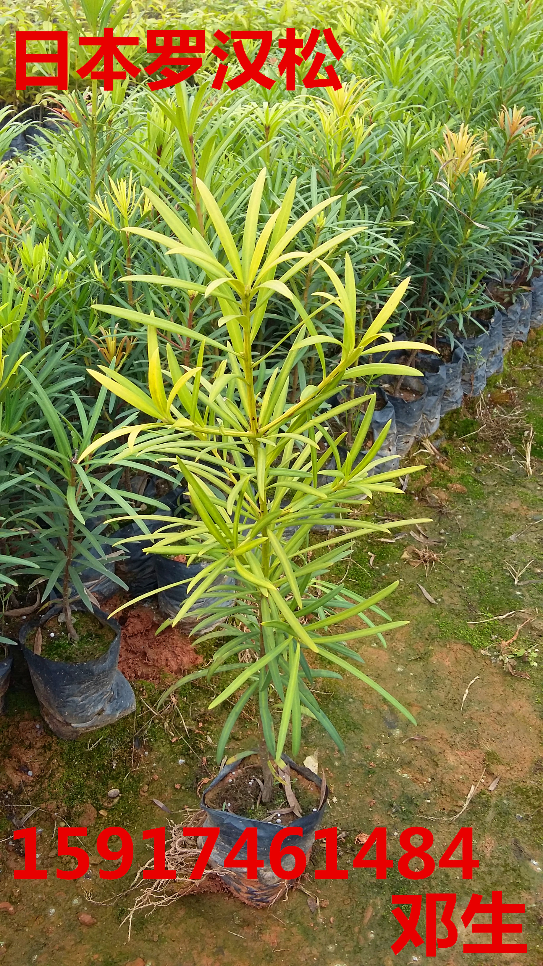 供應(yīng)用于綠化種苗的廣州臺(tái)灣羅漢松30公分起
