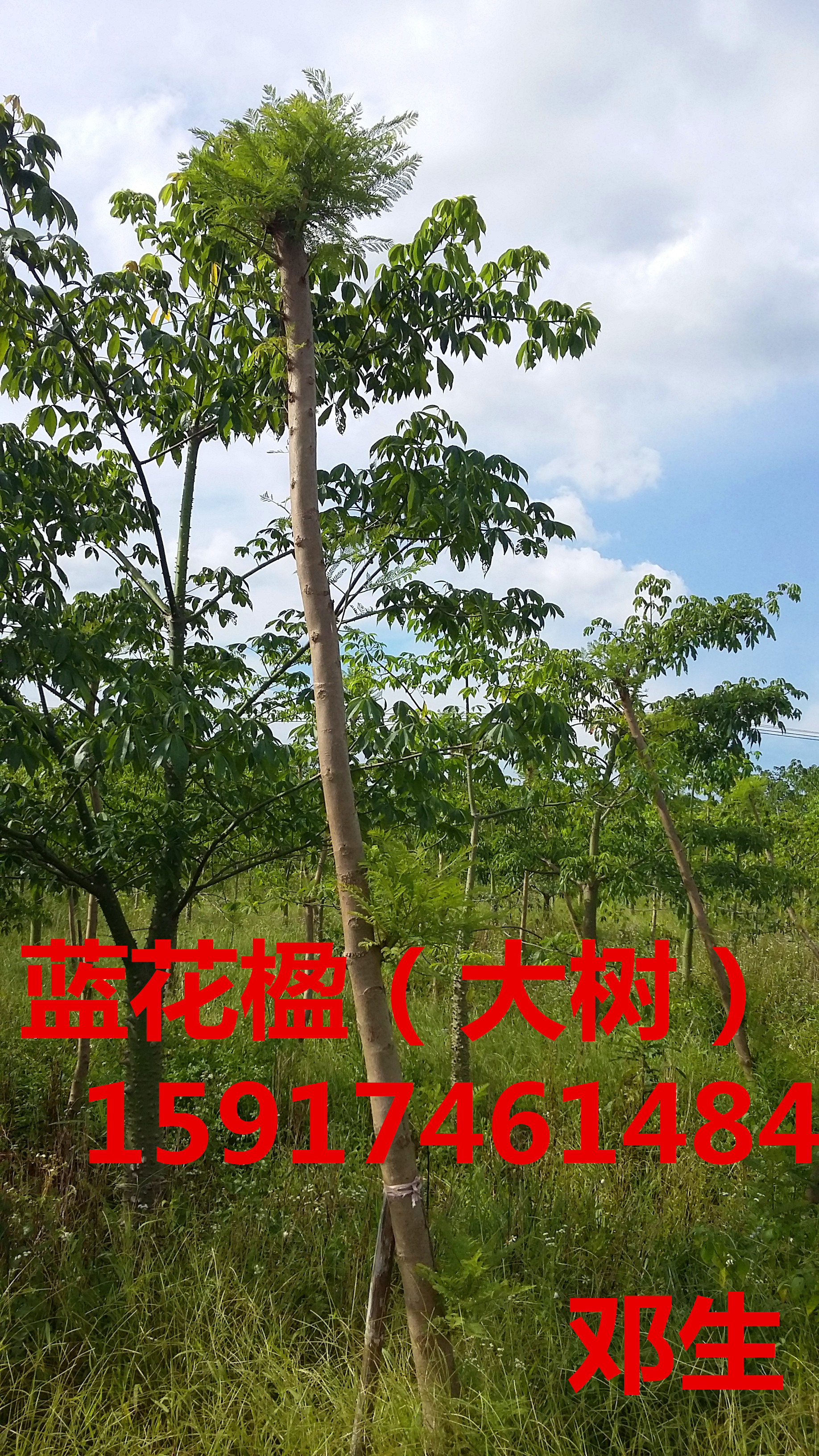 廣樂(lè)昌含笑 廣州樂(lè)昌含笑 廣東廣州樂(lè)昌含笑