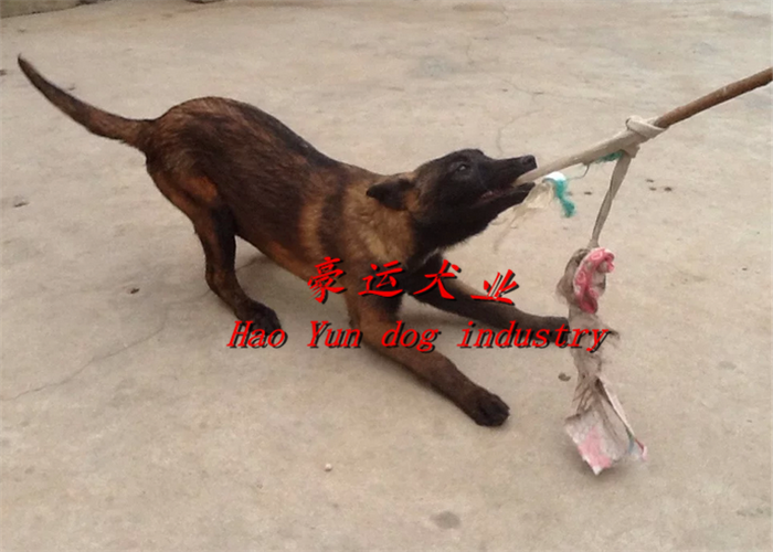 供應(yīng)哪里有賣馬犬的？盤錦市馬犬幼犬