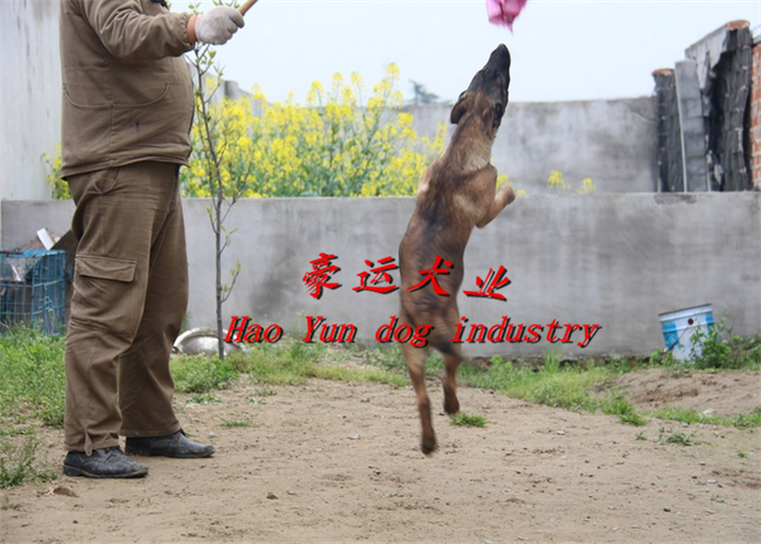 供應(yīng)哪里有賣馬犬的？盤錦市馬犬幼犬